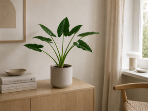 Plante Alocasia Grøn | 74cm