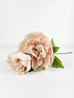 Pæon | Rosa