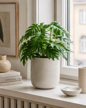 Plante Xanadu Grøn | 28 cm