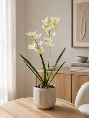 Orkidee Hvid/Gul | 70 cm