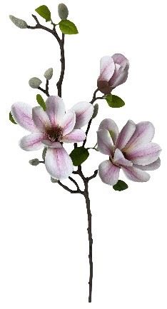 Magnoliagren | Pink