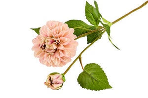 Dahlia | Rosa