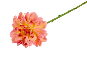 Dahlia | Fersken