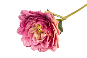 Dahlia | Lilla