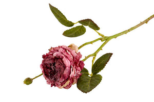 Rose | Vintage Rosa