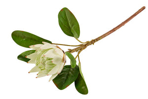 Protea | Hvid