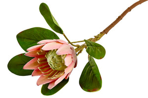 Protea | Coral