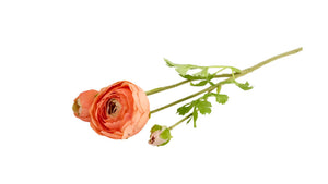 Ranunkel | Pink