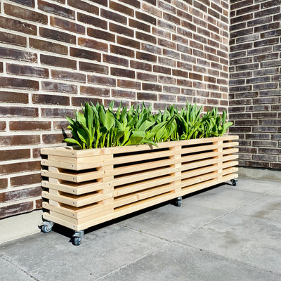 Blomsterkasse af nye traller med forårsløg på terrasse